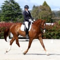 A Comprehensive Look at Dressage in the World of Equestrian Sports