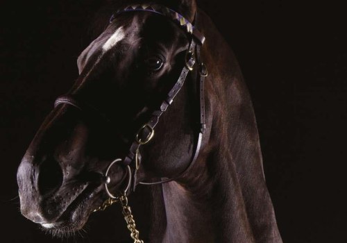 Covering All About Quarter Horses: A Comprehensive Guide to Caroline Bailey Racing
